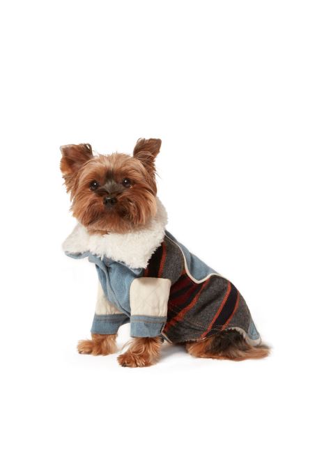 Pet-ed ディーゼルブルーライト